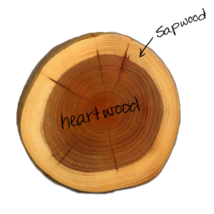 heartwood-sapwood-300x300.png